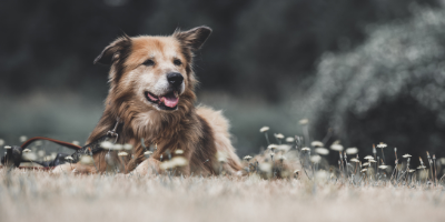 dogs communicate from the spirit world